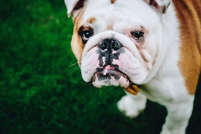 Close-up portrait of dog