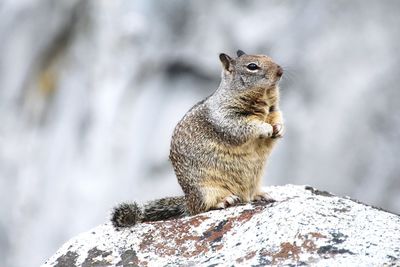 Close-up of squirrel