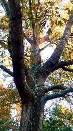 Low angle view of trees in forest