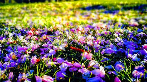 Close-up of purple flowers blooming in field