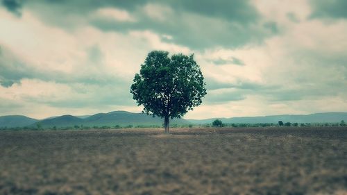 Trees on field against cloudy sky