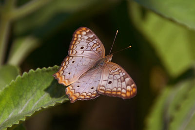 Close-up of butterfly pollinating flower