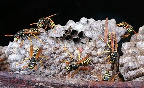 Close-up of bees on metallic structure