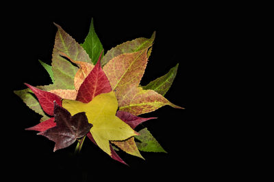 Close-up of maple leaves against black background