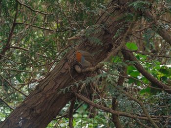 Low angle view of lizard on tree in forest
