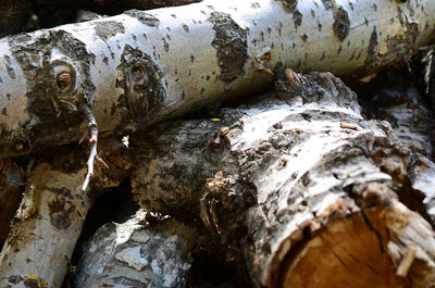 Full frame shot of tree trunk