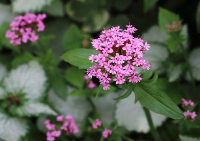 Close-up of pink flowers blooming in park