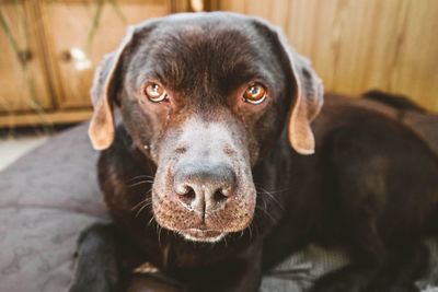 Portrait of black dog relaxing on floor