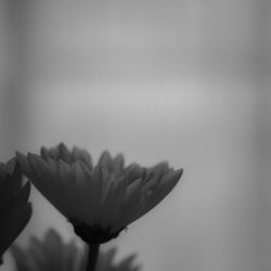 Close-up of flowers