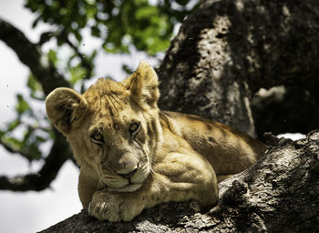 Portrait of a cat resting