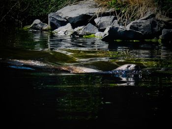 Reflection of trees in water