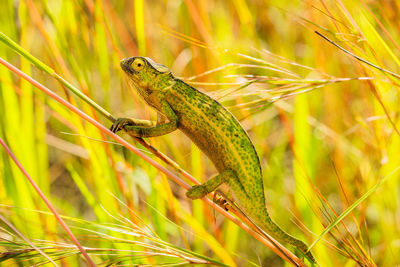 Chameleon climbing in the savanna. ideal for nature, wildlife, and safari projects. 