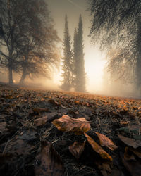 Sunlight falling on plants during autumn