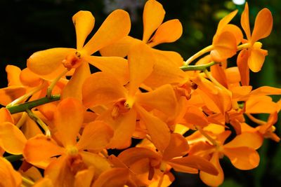 Close-up of flowers blooming outdoors