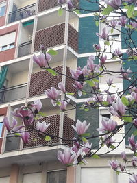 Close-up of pink orchid flowers on building