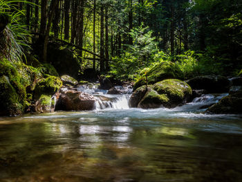 Scenic view of waterfall in forest