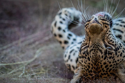 Close-up of leopard relaxing in forest