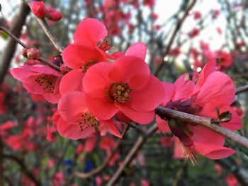 Close-up of pink flowers