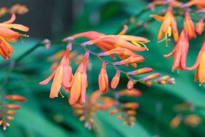 Close-up of red flowers