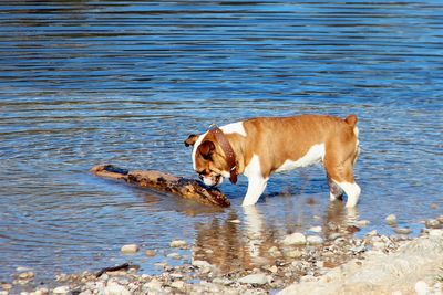 Dog by lake