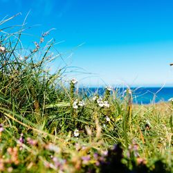 Scenic view of field against blue sky