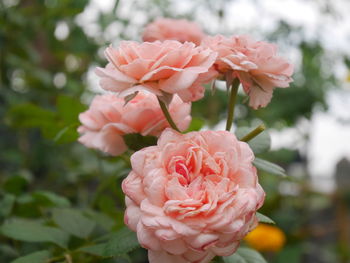 Close-up of pink rose