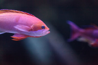 Close-up of fish swimming undersea