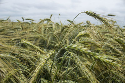 Close-up of wheat growing on field against sky