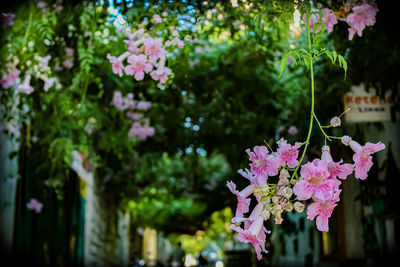 Close-up of pink flowering plant