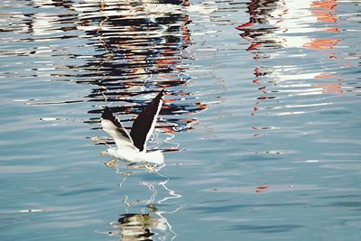 Reflection of birds in water