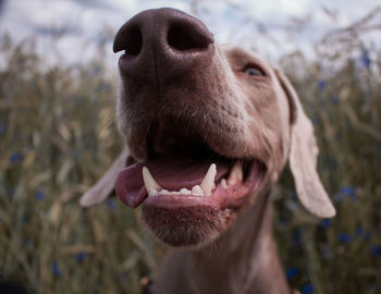 Close-up of a dog