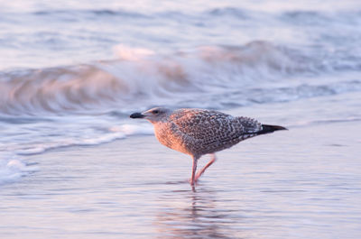 Seagull perching at beach