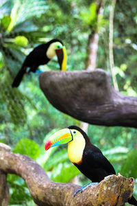 Close-up of birds perching on branch