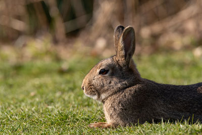 Close-up of an animal on land