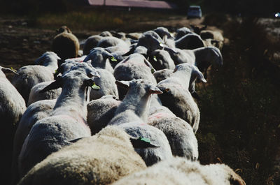 View of sheep on rocks