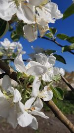 Close-up of white cherry blossoms in spring