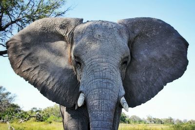 Close-up of an african elephant