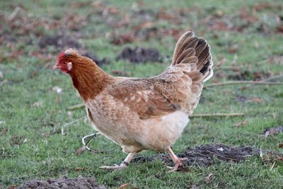 Close-up of a chicken on field