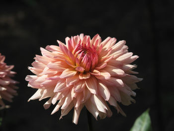 Close-up of pink flower blooming outdoors
