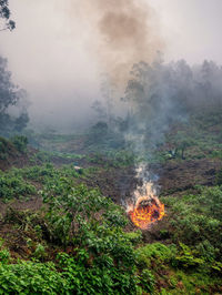 Burning the forest on the slope of the hill. madeira island, portugal.