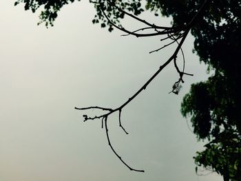 Low angle view of trees