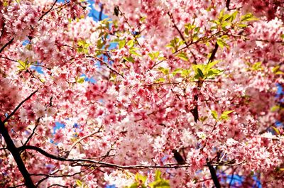 Low angle view of cherry blossom