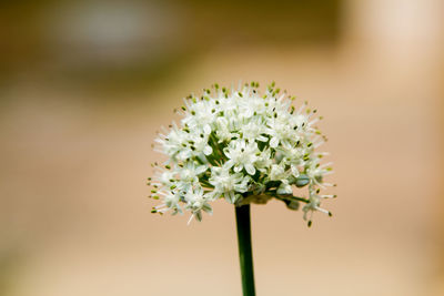 Close-up of white flowers blooming outdoors
