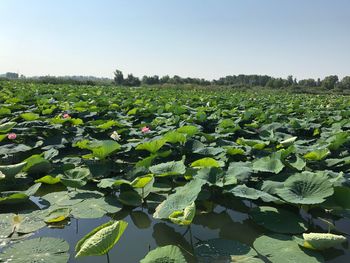 Plants growing on field by lake against sky