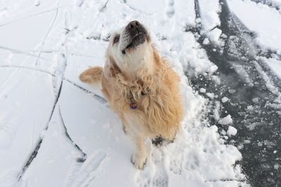 Dog on snow field during winter