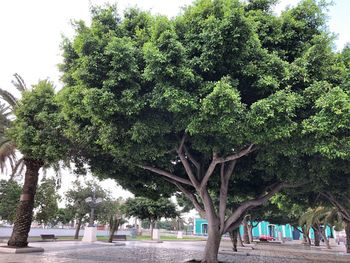 Trees by plants against sky