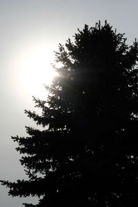 Low angle view of silhouette trees against sky