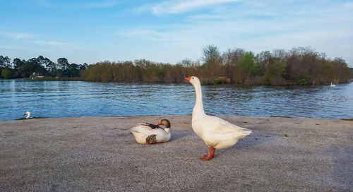 Lake with trees in background