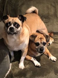 Portrait of puppy relaxing on floor
