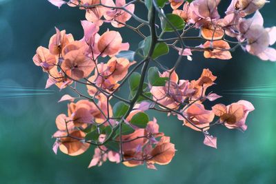 Close-up of pink flowering plant